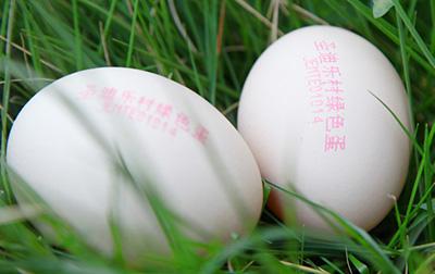 雞蛋噴碼機(jī) 雞蛋噴碼機(jī)