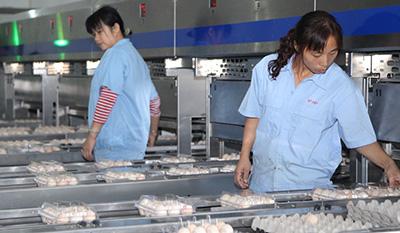 雞蛋噴碼機(jī) 雞蛋噴碼機(jī)